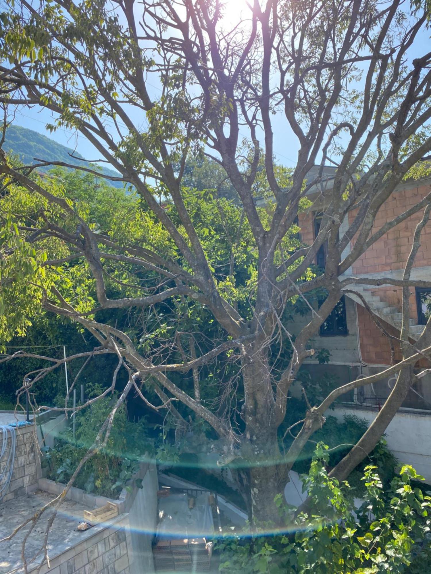 Vila Corovic Kumbor Exterior foto